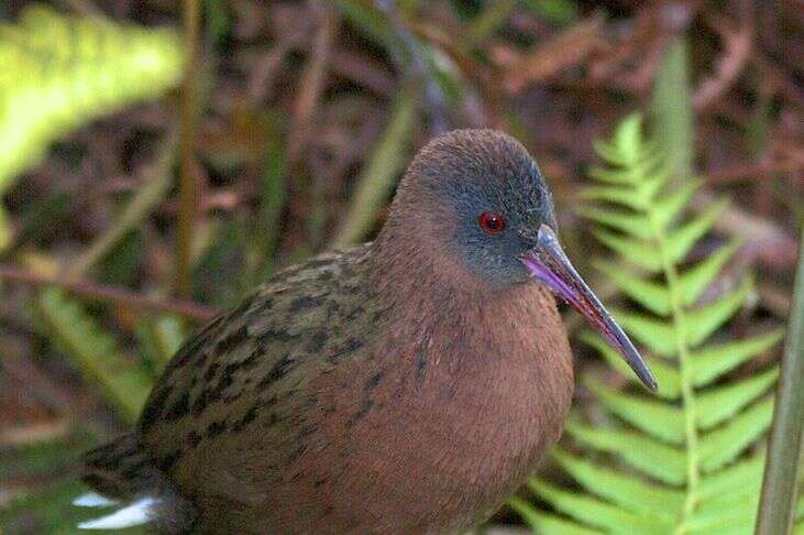 Image of Madagascan Rail