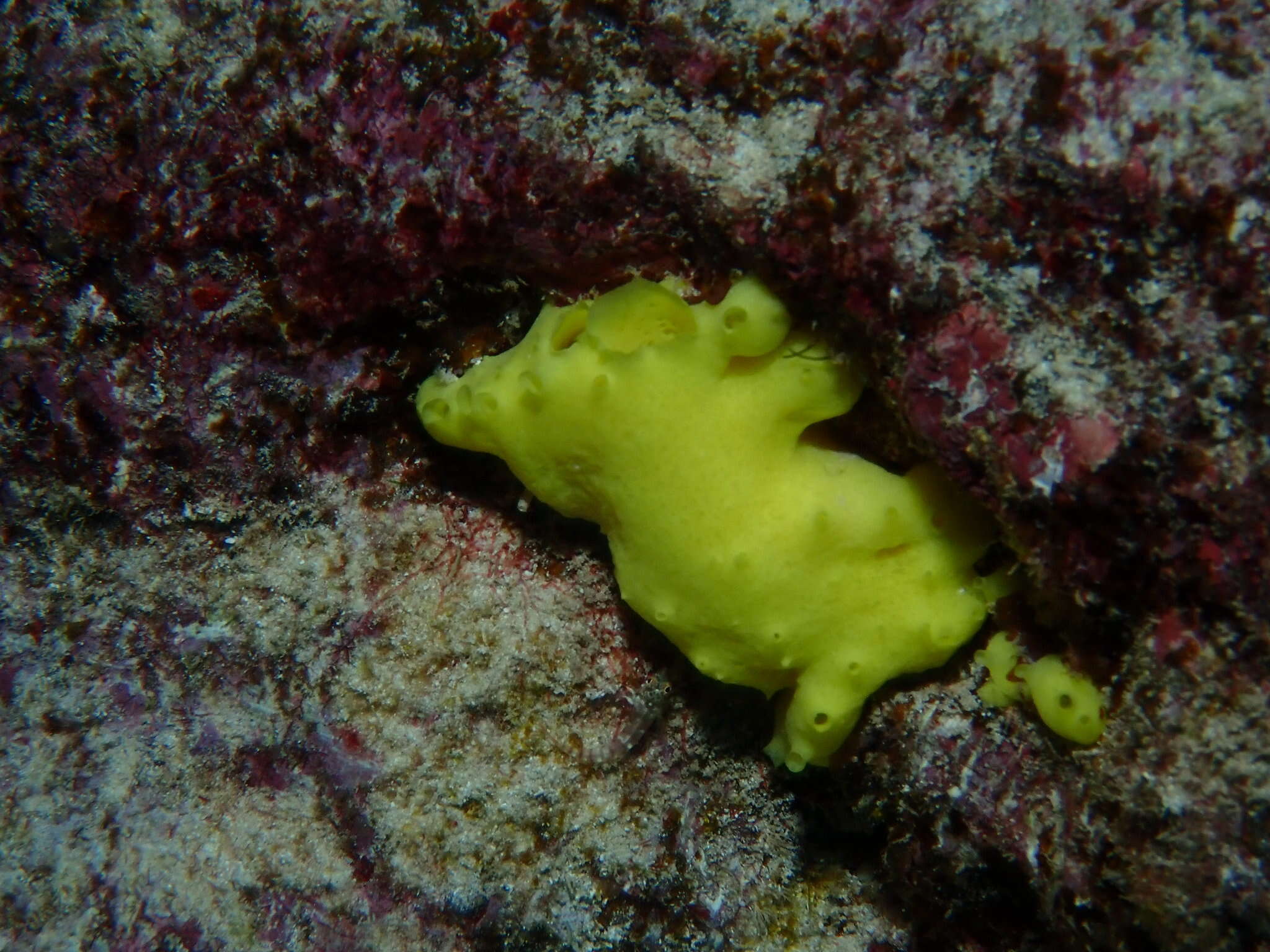 Image of lemon sponge