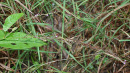 Image of Desmodium gangeticum (L.) DC.