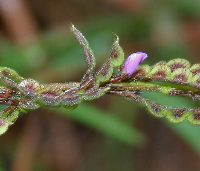 Image of Desmodium gangeticum (L.) DC.