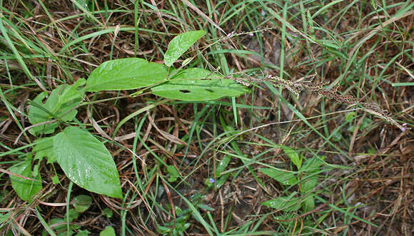 Image of Desmodium gangeticum (L.) DC.