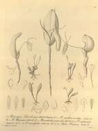 Image of Restrepia wageneri Rchb. fil.