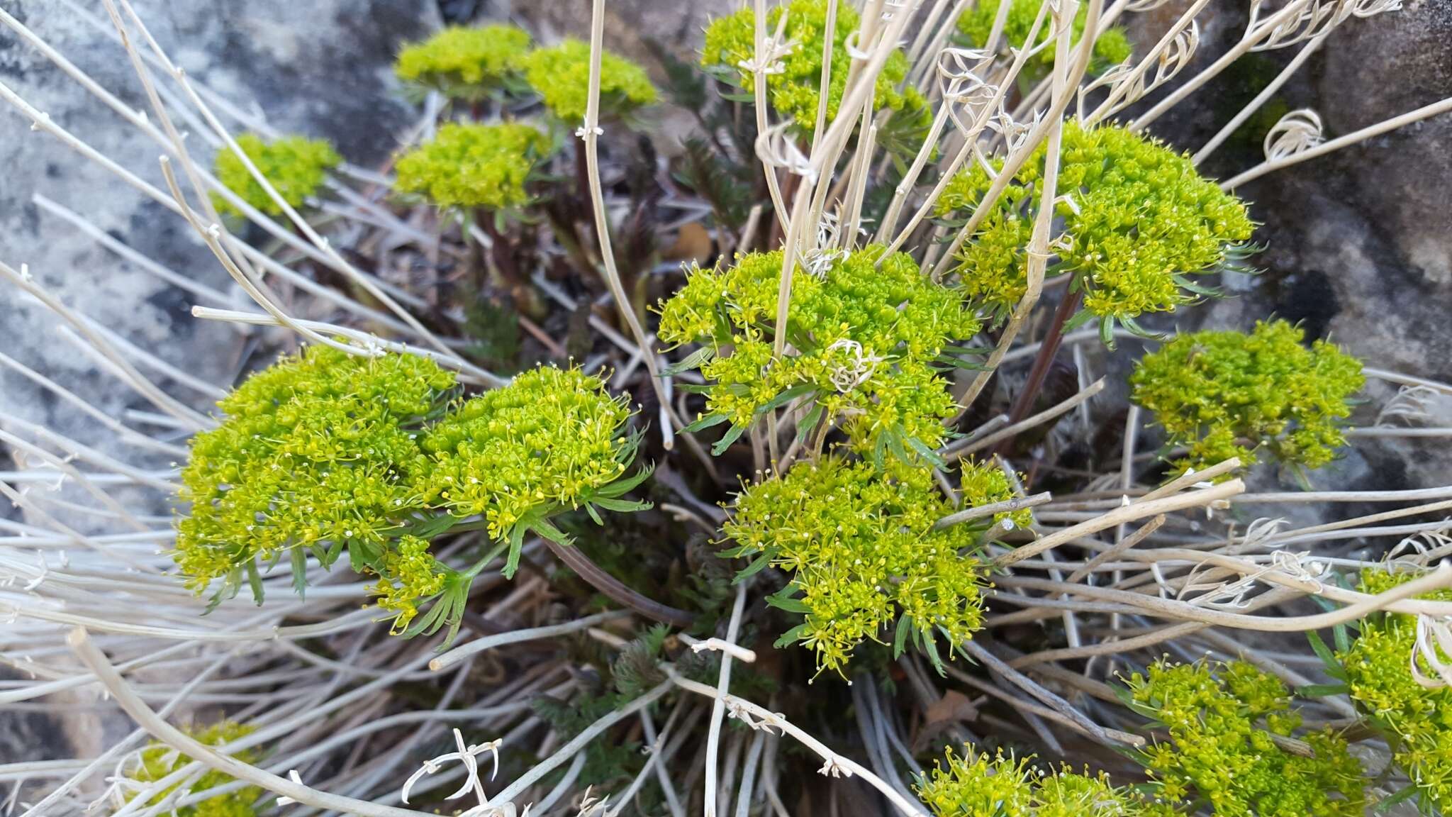 Image of Utah desertparsley