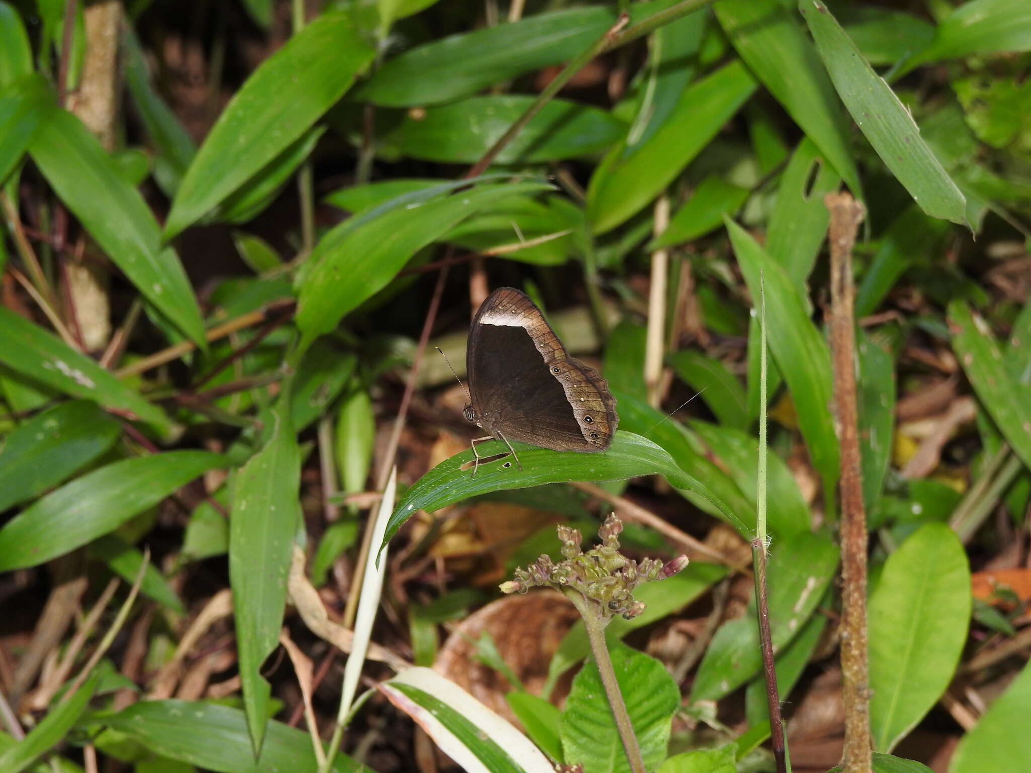 Image of Mycalesis anaxias Hewitson 1862