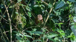 Image of Sepia-brown Wren