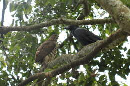 Image of Large-billed Crow