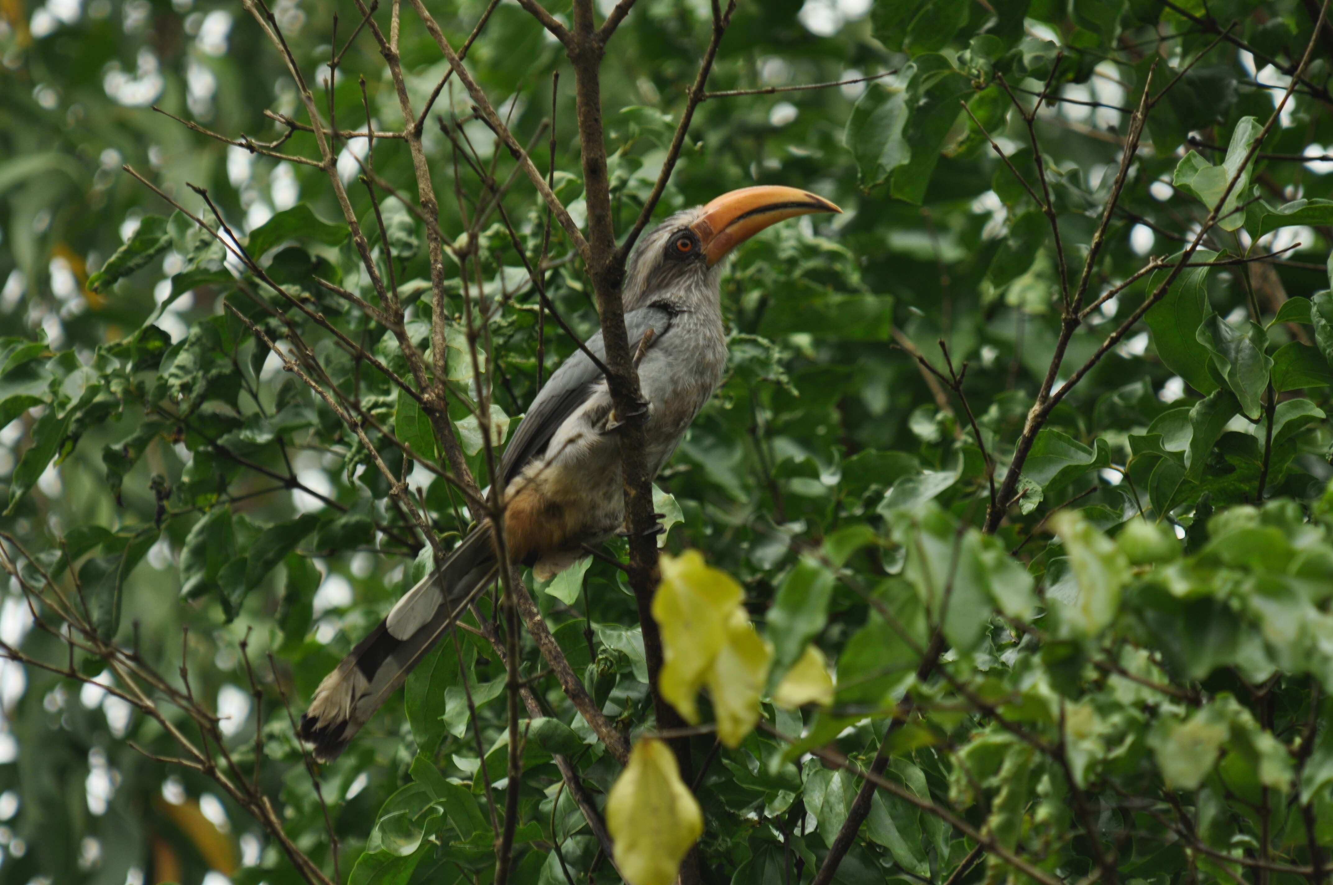 Image of Malabar Grey Hornbill