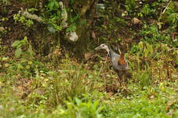 Image of White-breasted Waterhen