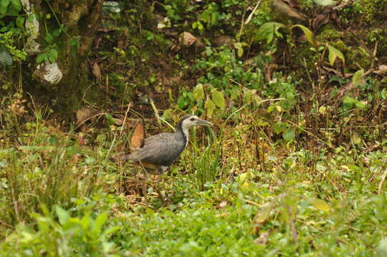 Image of White-breasted Waterhen