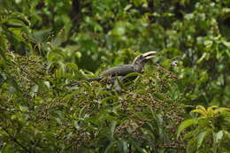 Image of Malabar Grey Hornbill