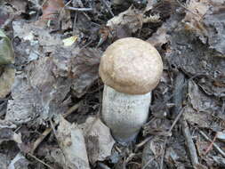 Image of Leccinum duriusculum (Schulzer ex Kalchbr.) Singer 1947