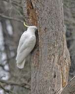 Image of Sulphur-crested Cockatoo