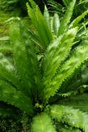 Image of Asplenium antiquum Mak.