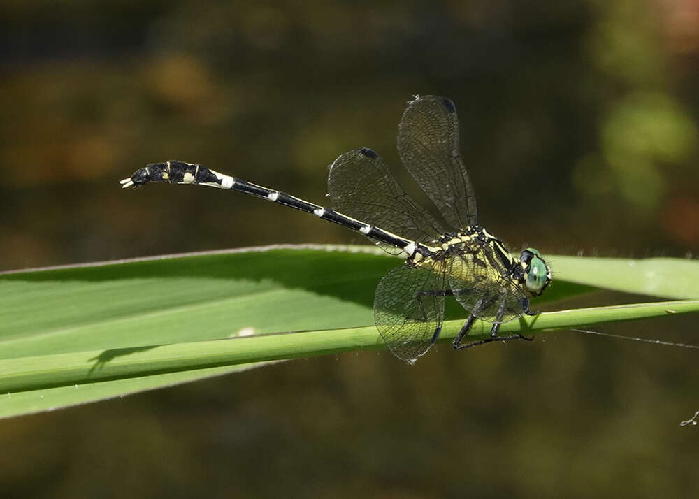 Imagem de Austrogomphus amphiclitus (Selys 1873)