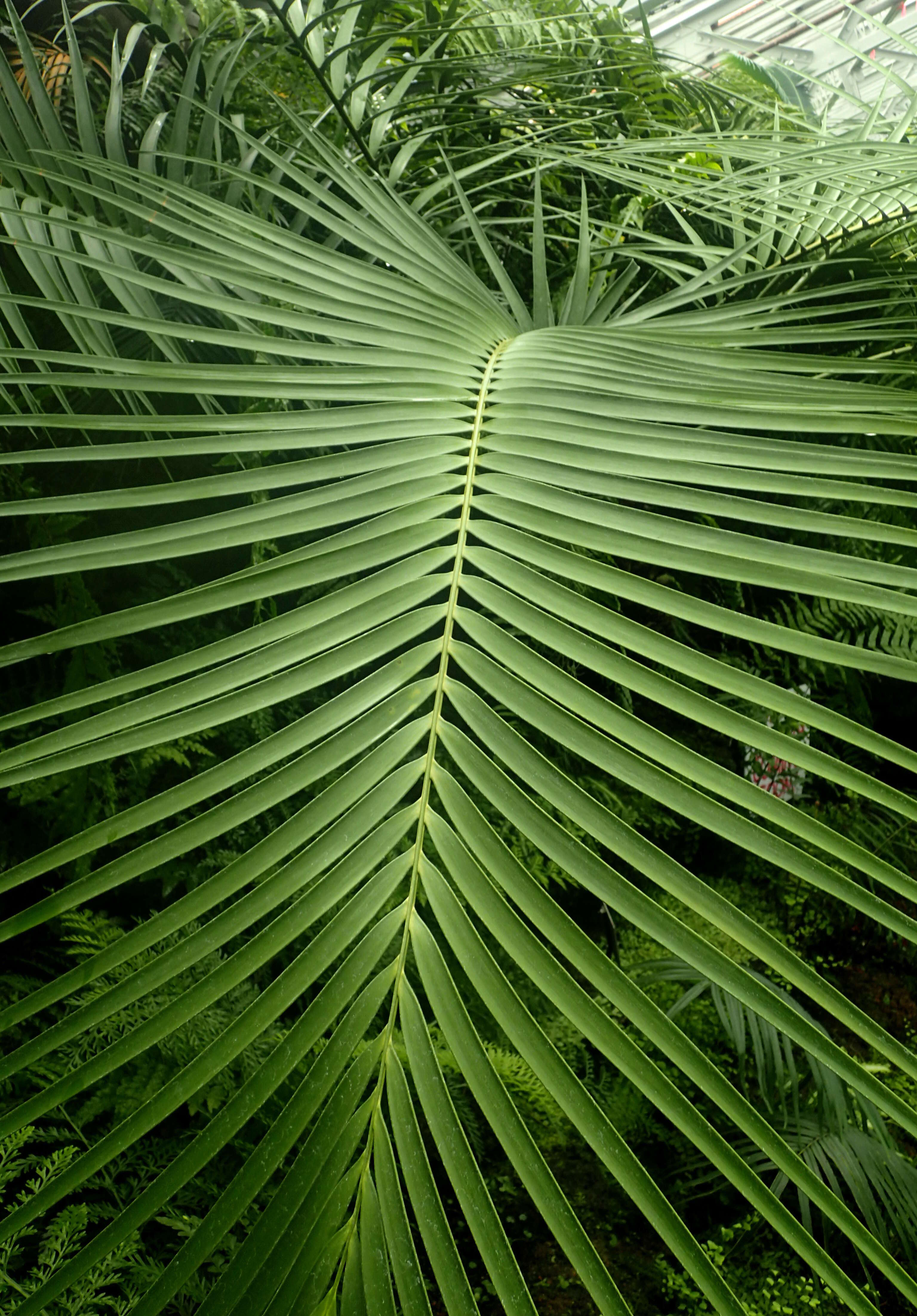 Image of Cycad