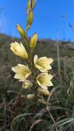 Image of Tritonia gladiolaris (Lam.) Goldblatt & J. C. Manning