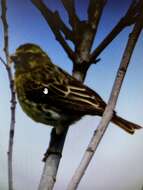 Image of White-bellied Canary