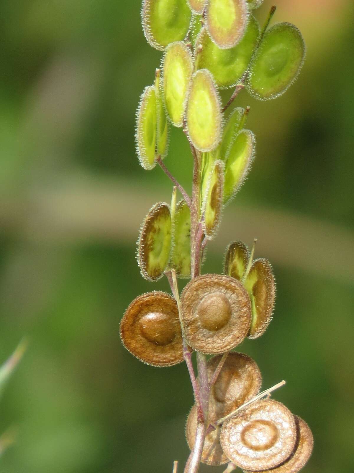 Image of Biscutella didyma L.