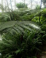 Image of Lacy Tree Fern