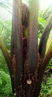Image of Sphaeropteris robusta (C. Moore ex Watts) R. M. Tryon