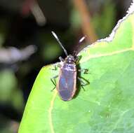 Image of <i>Delacampius villosus</i>