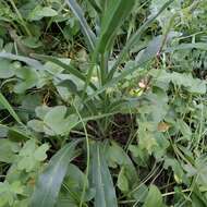 Image of Cynoglossum clandestinum Desf.