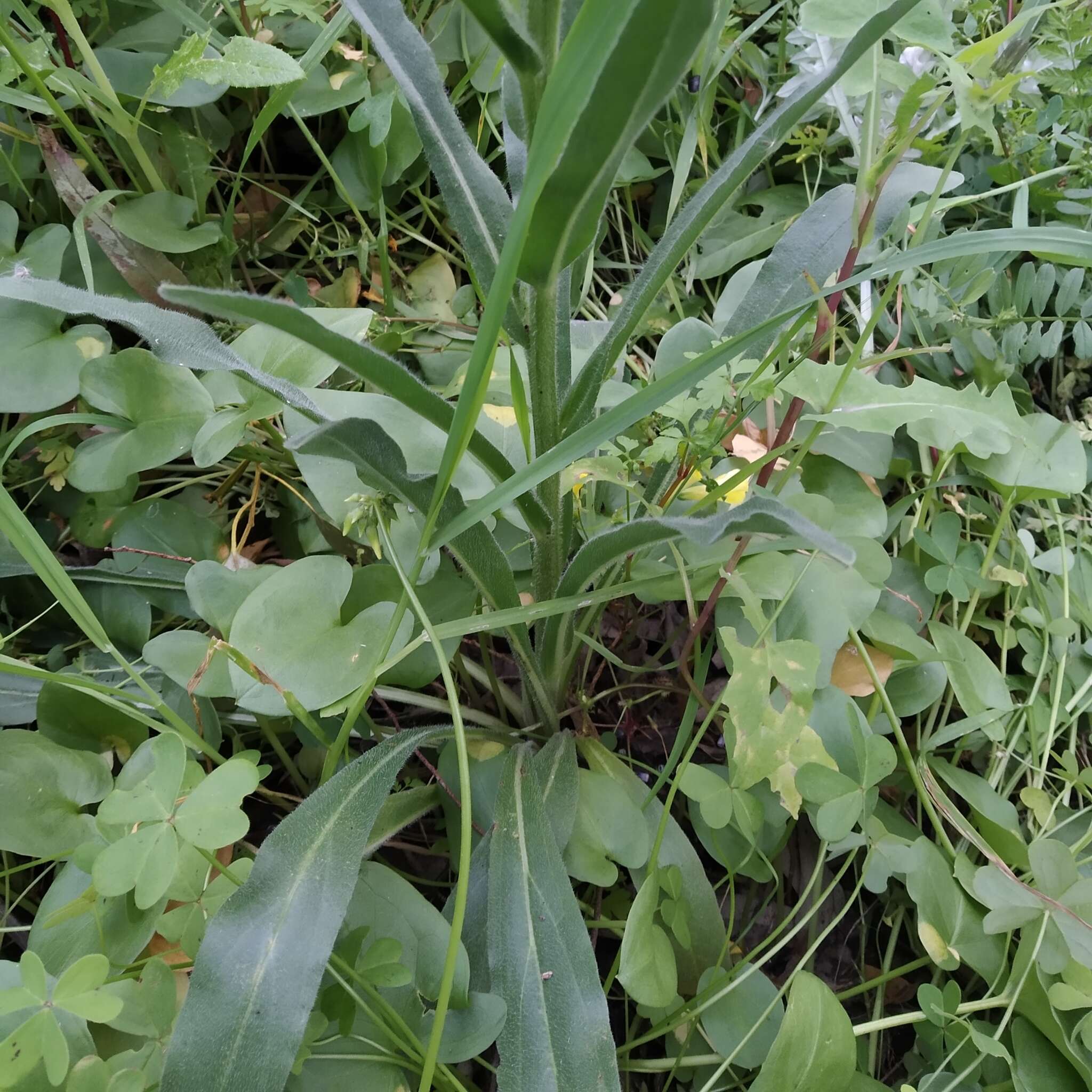 Sivun Cynoglossum clandestinum Desf. kuva