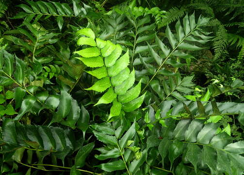 Image of Japanese netvein hollyfern