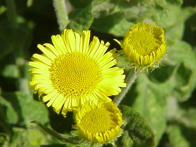 Image of false fleabane