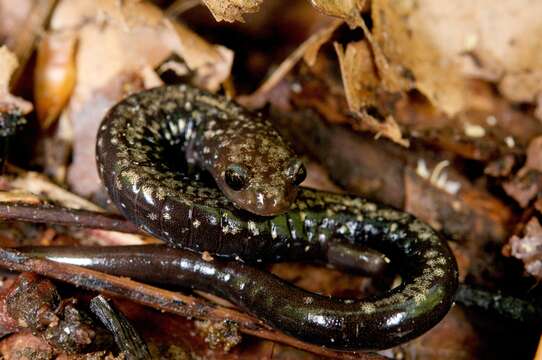 Image of Peaks Of Otter Salamander