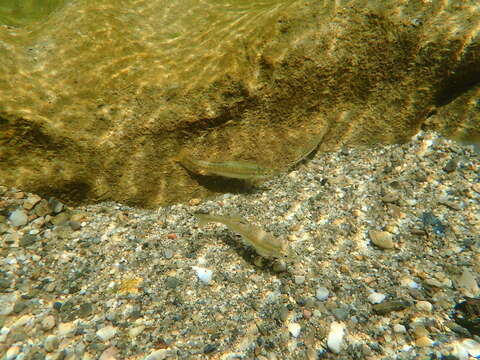 Image of Languedoc minnow