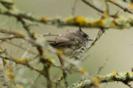 Image of Tufted Tit-Tyrant