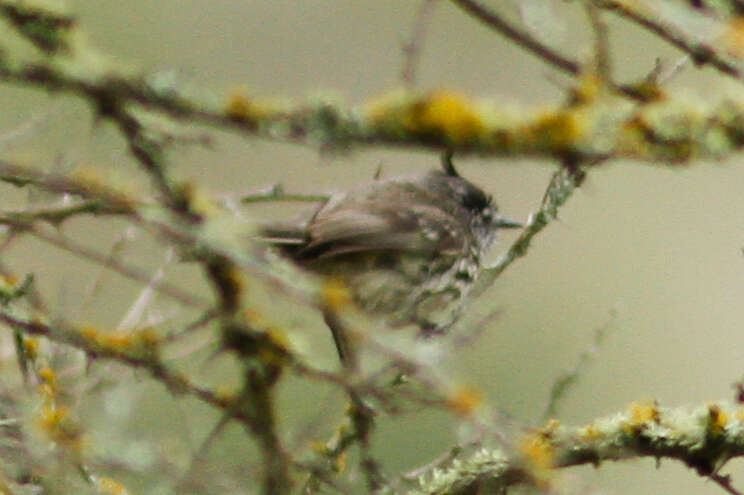 Image of Tufted Tit-Tyrant