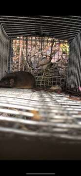 Image of Little Tasmanian Marsupial-mouse