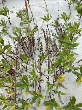 Image of seacoast marsh elder