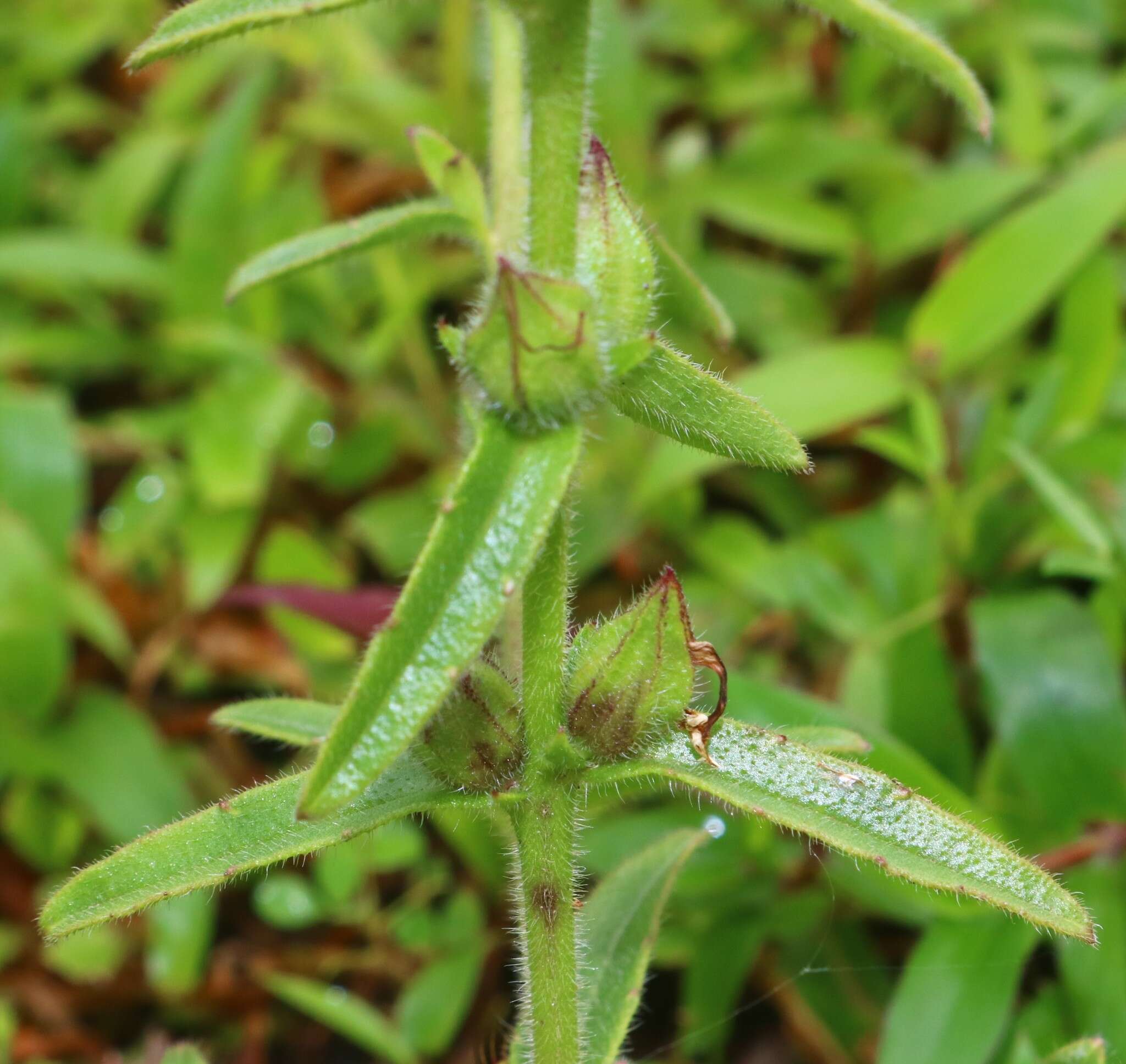 Image of Centranthera indica (L.) Gamble