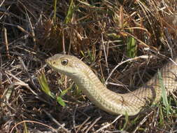 Image of Blonde Hognose Snake