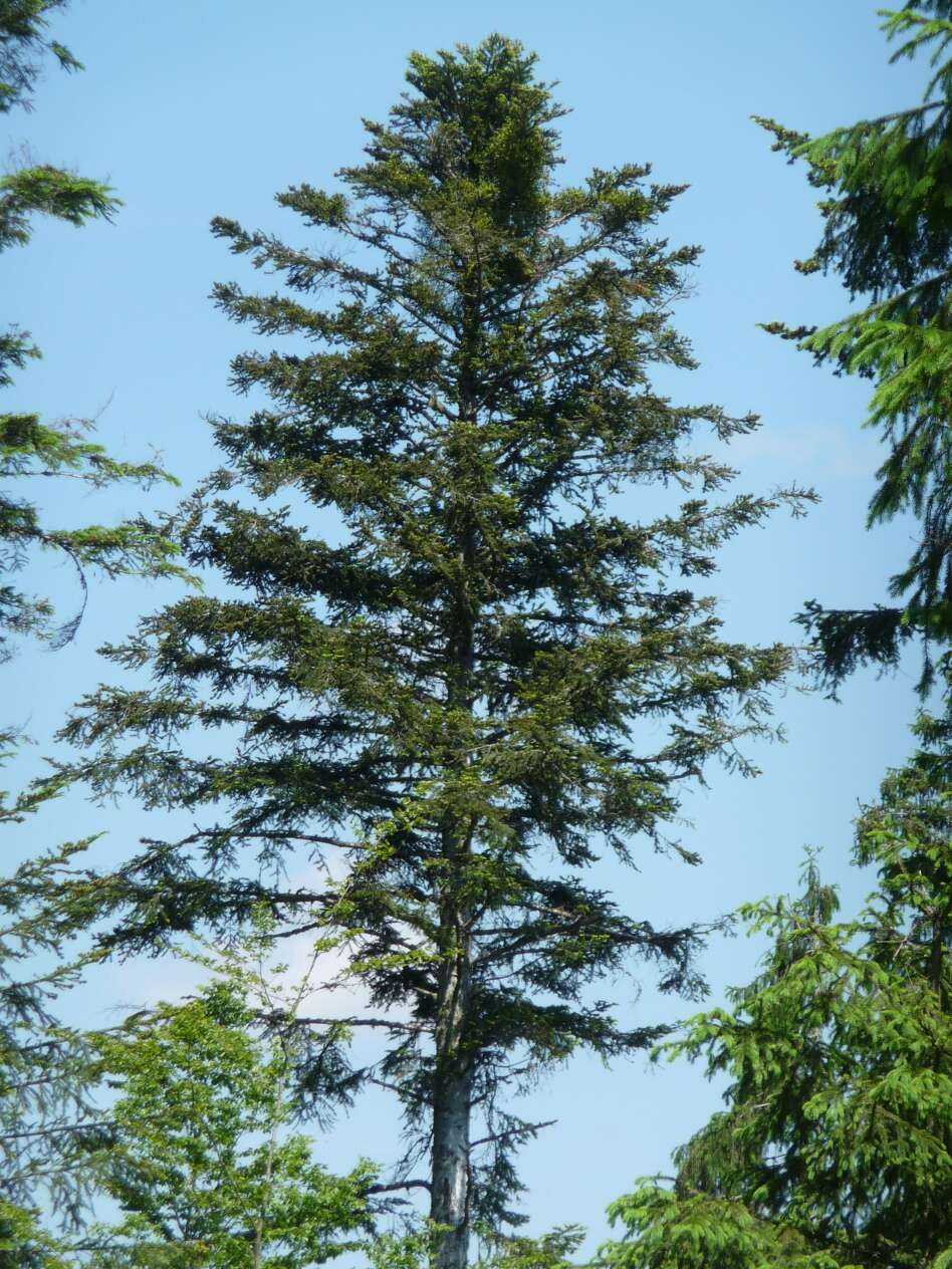 Image of Silver Fir