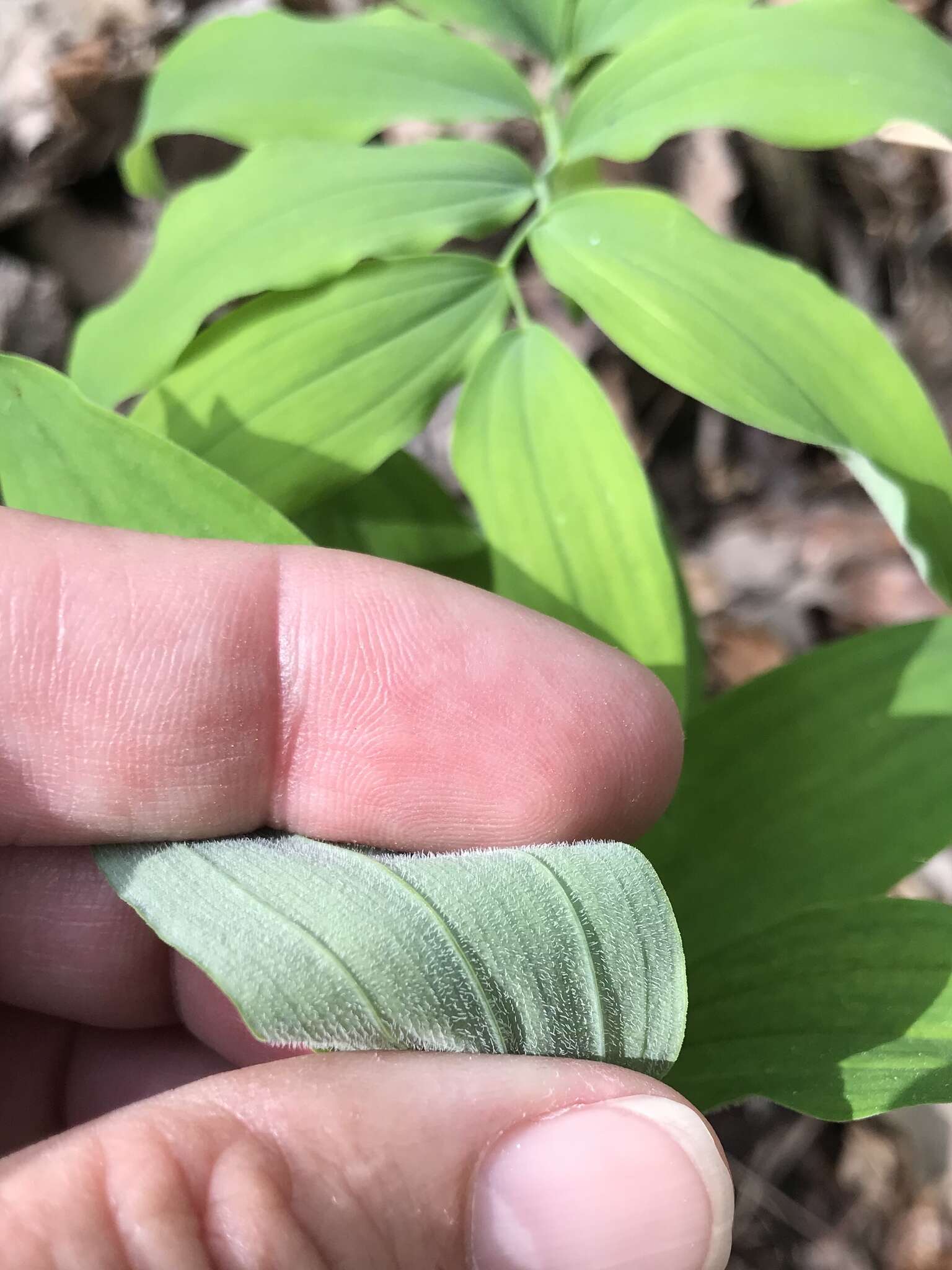 Polygonatum pubescens (Willd.) Pursh resmi