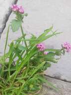 Image of Centranthus macrosiphon Boiss.