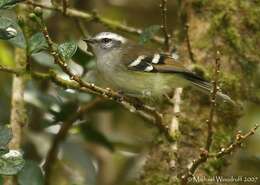 Image of White-banded Tyrannulet