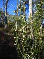 Image de Leptomeria drupacea (Labill.) Druce