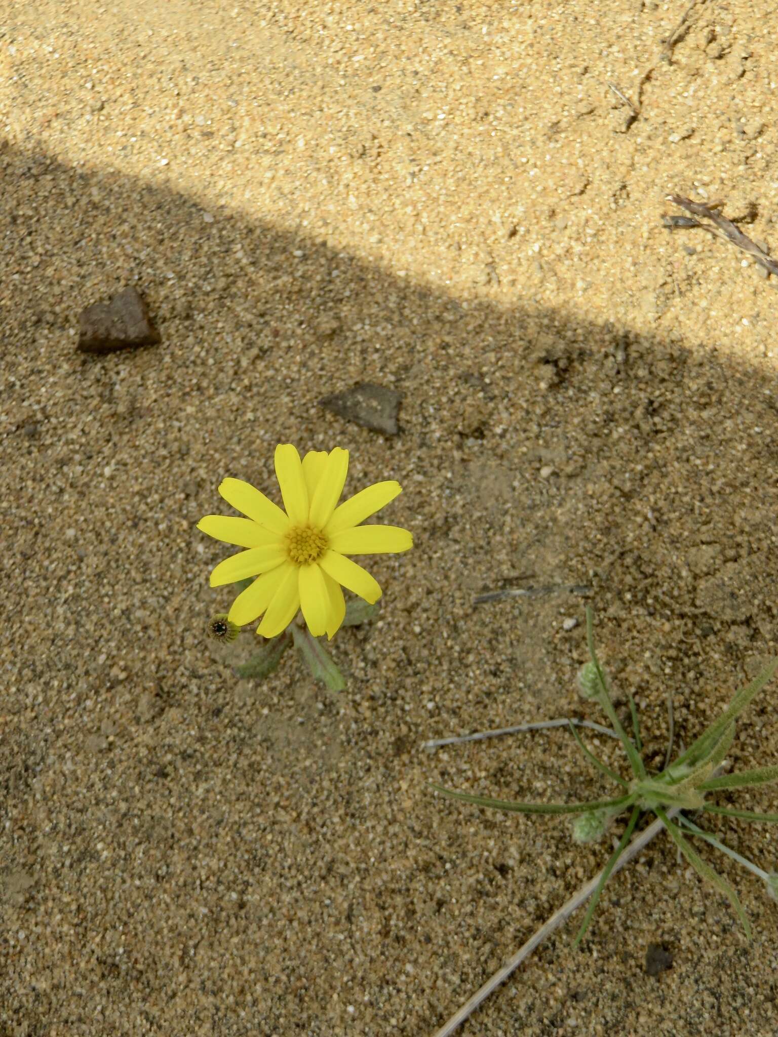 Image of California ragwort