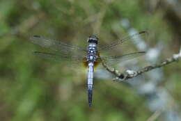 Image of Brachydiplax chalybea Brauer 1868