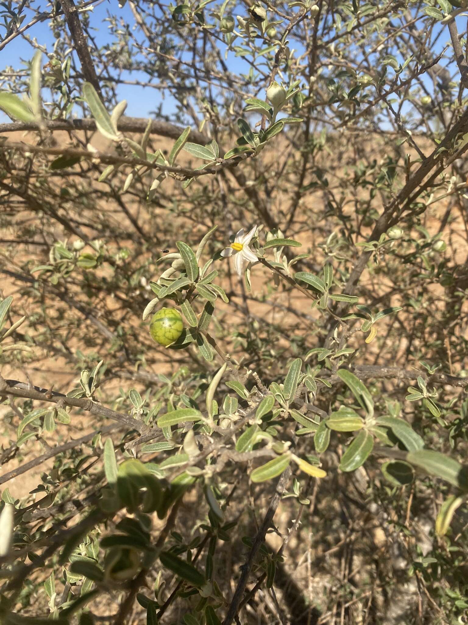 Image of Solanum heinianum W. G. D' Arcy & R. C. Keating