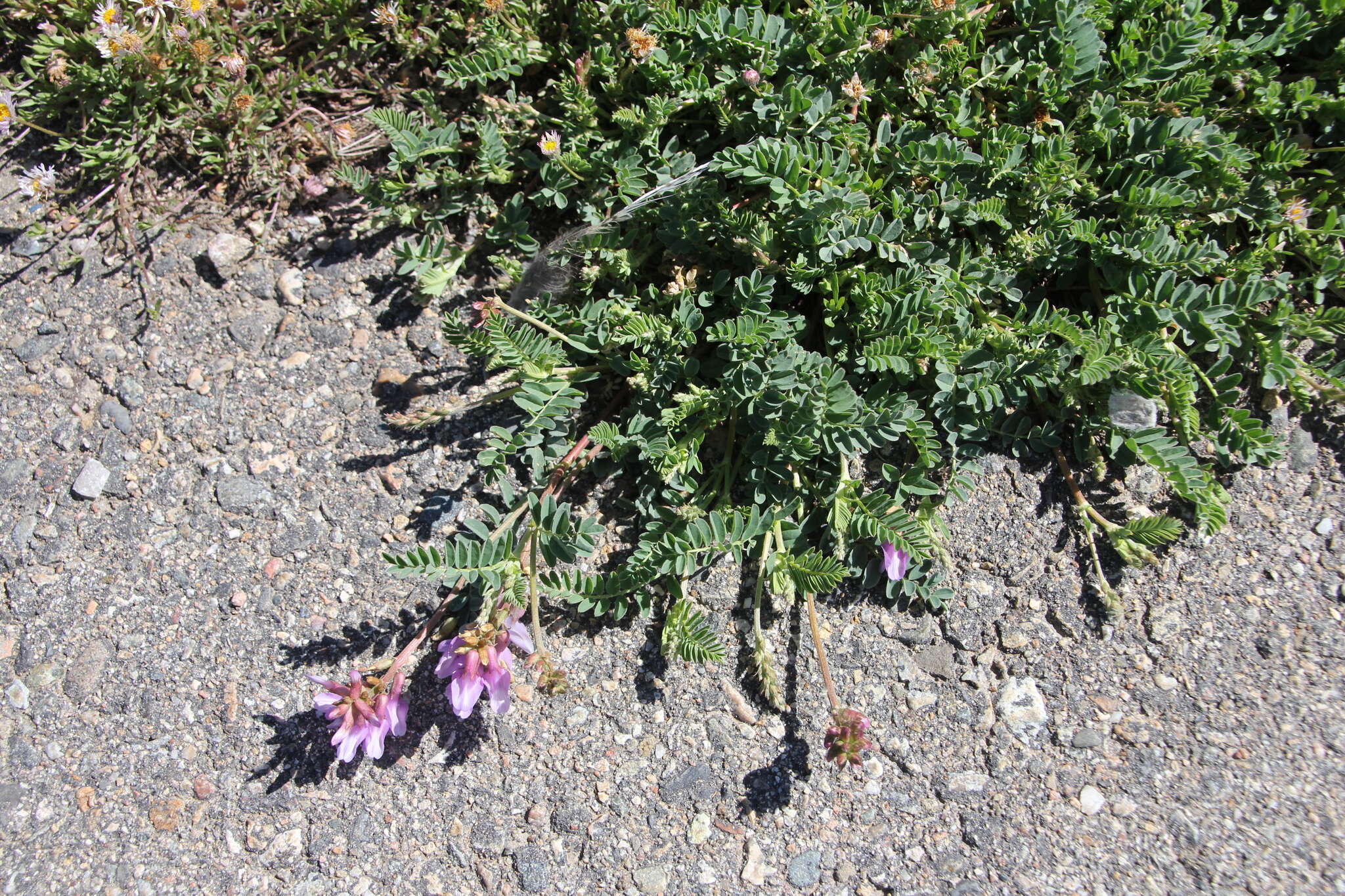 Imagem de Astragalus hallii A. Gray