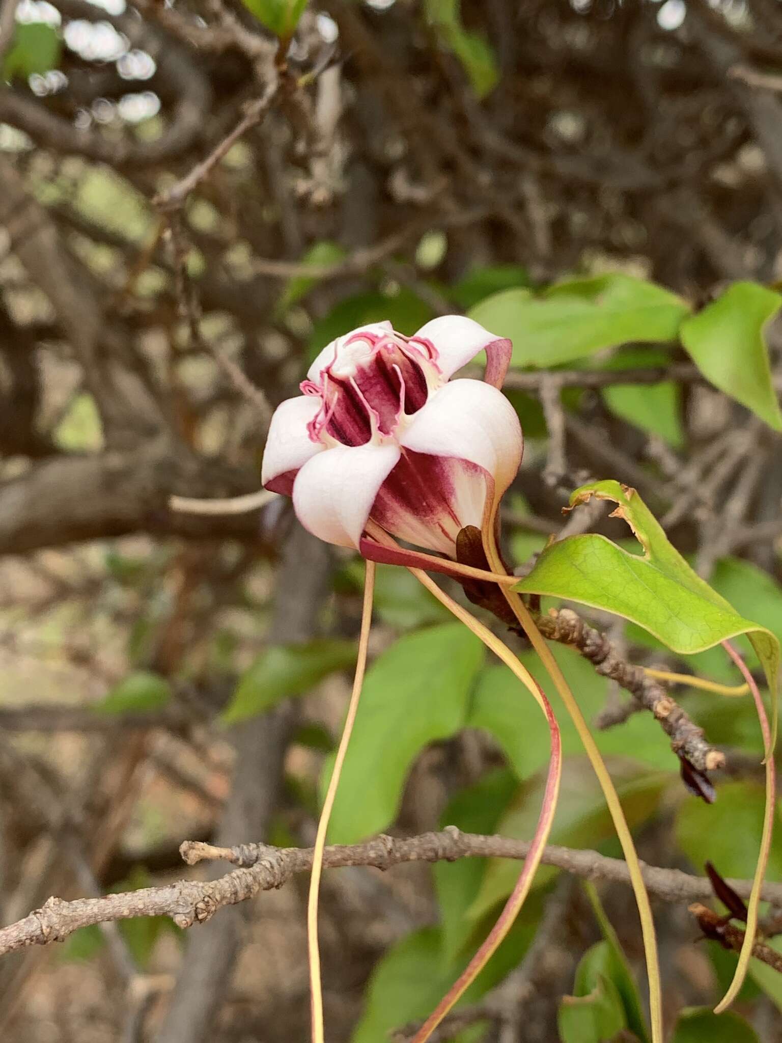 Image de Strophanthus petersianus Klotzsch