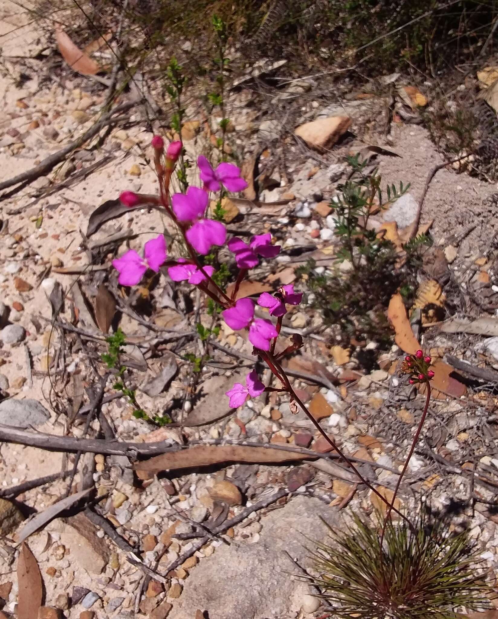 Image of Stylidium lineare Sw. ex Willd.