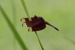 Image of Black Stream Glider