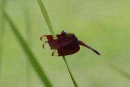 Image of Black Stream Glider